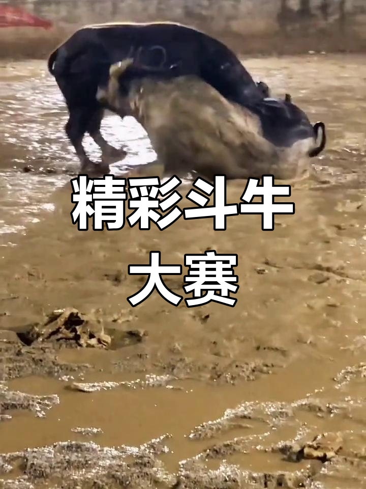 激烈角逐！国际比赛带来无尽精彩